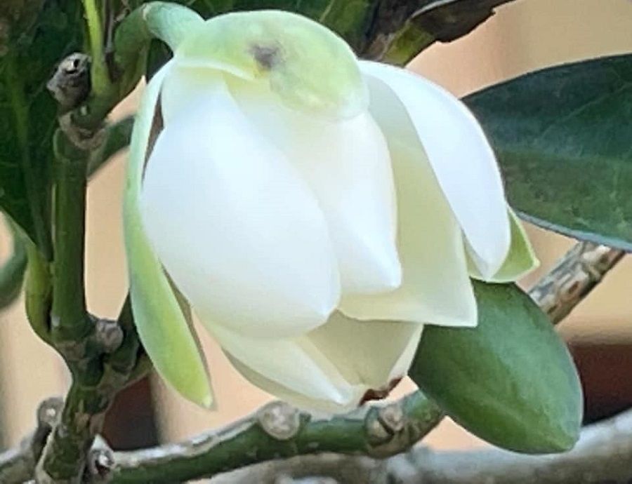 A Magnolia coco flower. (Facebook/蔣勳)