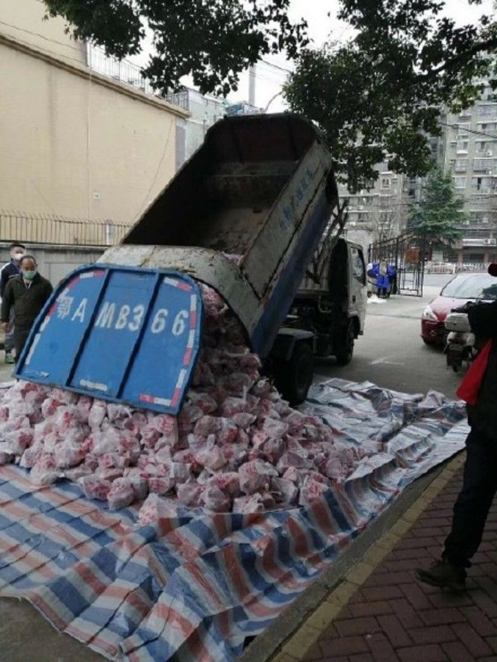 Rubbish truck used to transport pork for human consumption.