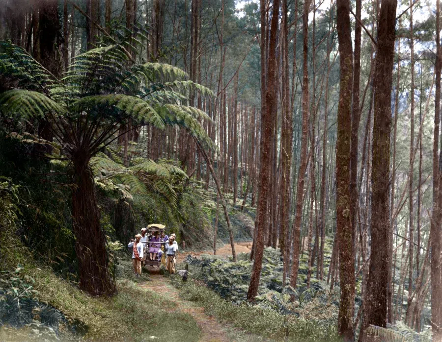Sedan bearers in the Indonesian rainforest, 1920s. Indonesia has preserved large tracts of primary rainforest, and the sedan bearers walk along rugged, winding trails. Rainforests cover much of Java, known for its hot and humid climate, with a proliferation of ferns and diverse wildlife.