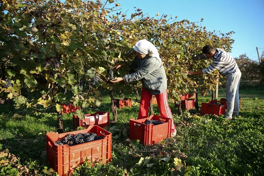 Employees pick Raboso grapes from vines at Cecchetto vineyard in Tezze di Piave, Italy, on 6 November 2015. (Alessia Pierdomenico/Bloomberg)
