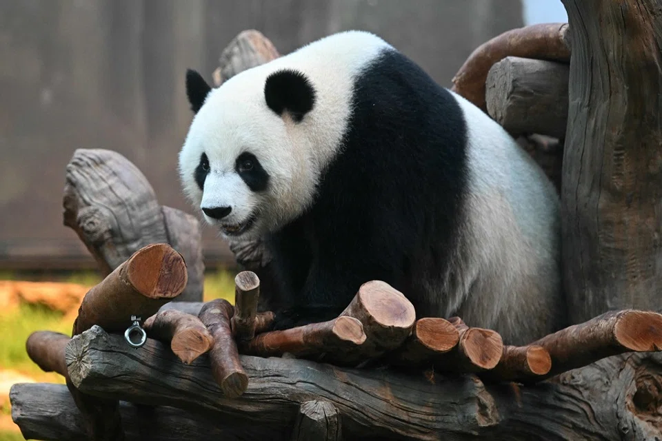 Female panda Ke Ke is seen at Ocean Park in Hong Kong on 2 December 2024 at a media preview ahead of her first public appearance after arriving in Hong Kong on 26 September from Chengdu, in China’s Sichuan province. (Peter Parks/AFP)
