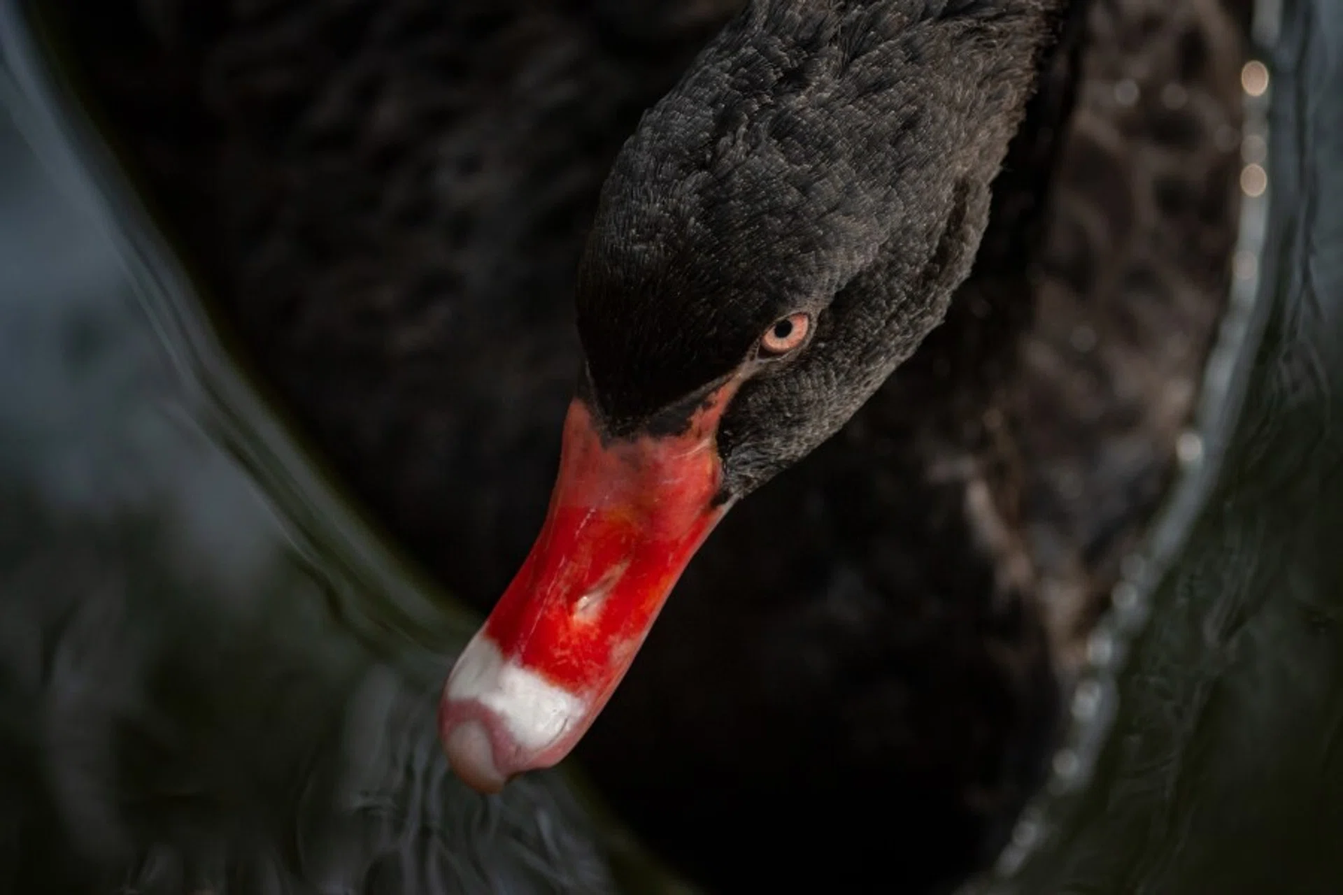 Four black swans in the China-US trade war