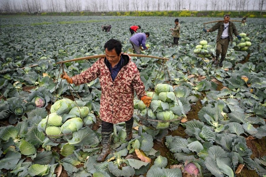 This file photo taken on 5 March 2020 shows farmers harvesting cabbages at Huarong county in Hunan province, on the border of Hubei. A national campaign to curb mounting food waste in China is feeding speculation that the supply outlook is worse than the government admits and fuelling warnings food could become another front in the worsening US-China rivalry. (Noel Celis/AFP)