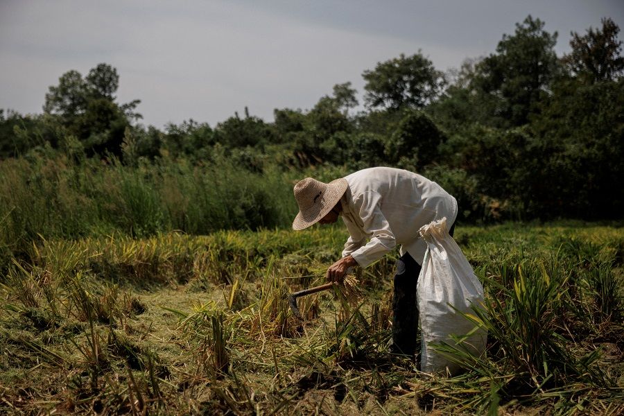 A farmer picks ears of rice left over by a paddy harvester outside Jiujiang city, Jiangxi province, China, 27 August 2022. (Thomas Peter/File Photo/Reuters)