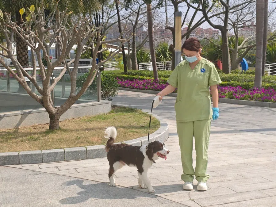 An employee walks a boarded dog at the Nansha International Pet Community. (Zeng Shi/SPH Media)