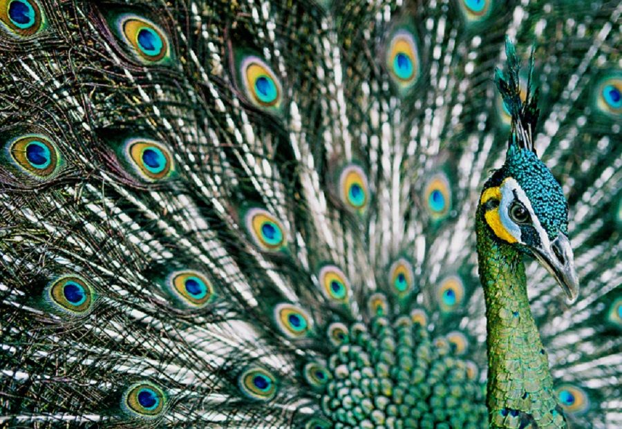 The conservation of China's green peacocks sparked huge debate in China recently. (Photo: Arddu, https://www.flickr.com/people/21178134@N00 / Licensed under CC BY 2.0, https://creativecommons.org/licenses/by/2.0/)