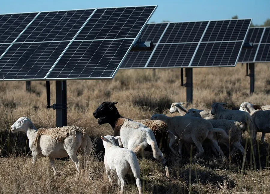 A general view of a solar farm in Haskell, Texas, US, on 2 December 2024. (Annie Rice/Reuters)