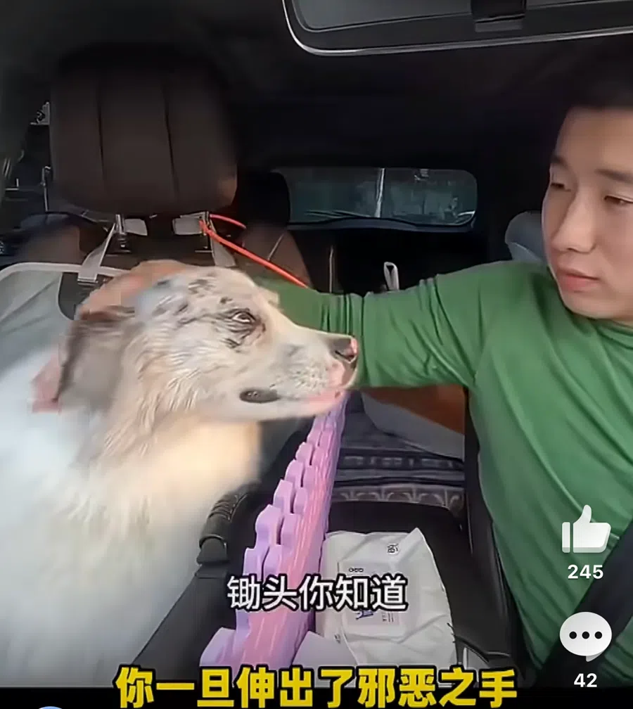 Chutou and his owner Guo amassed a strong social media following.