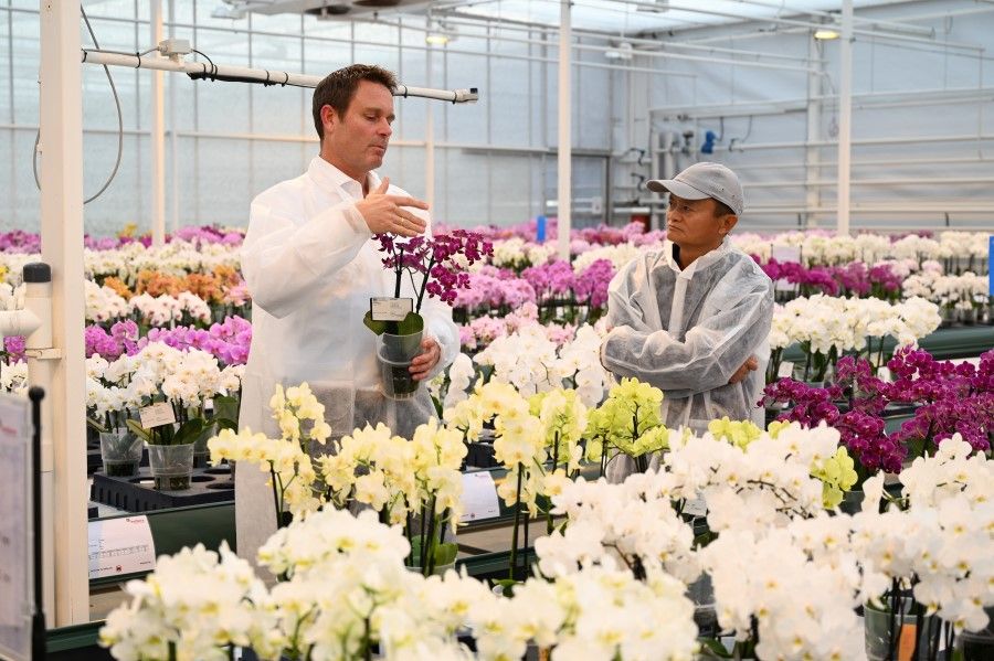 Jack Ma, Alibaba Group founder, visits a Dutch flower grower Anthura in the town of Bleiswijk, Netherlands October 25, 2021 in this handout picture obtained on 28 October 2021. (Anthura/Handout via Reuters)
