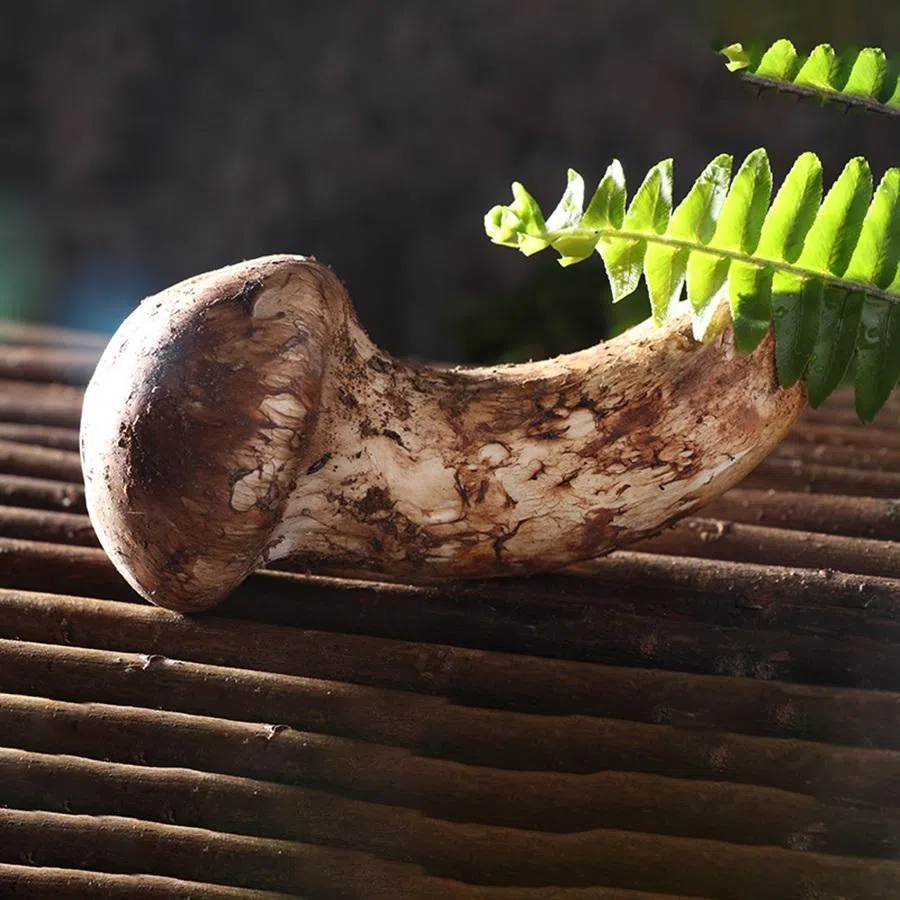 The prized Ganzi matsutake. (Internet)