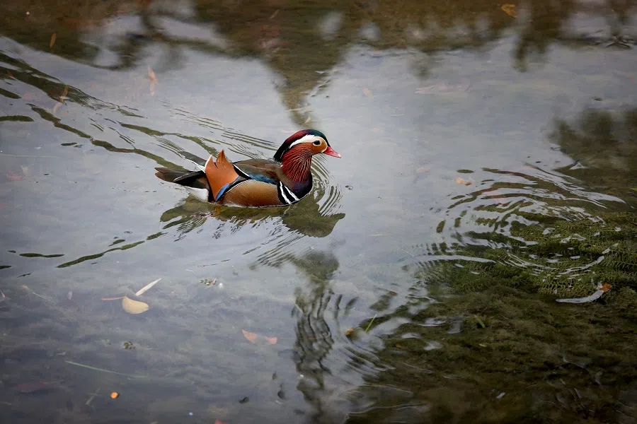 A male Mandarin duck left to its own devices. (SPH Media)