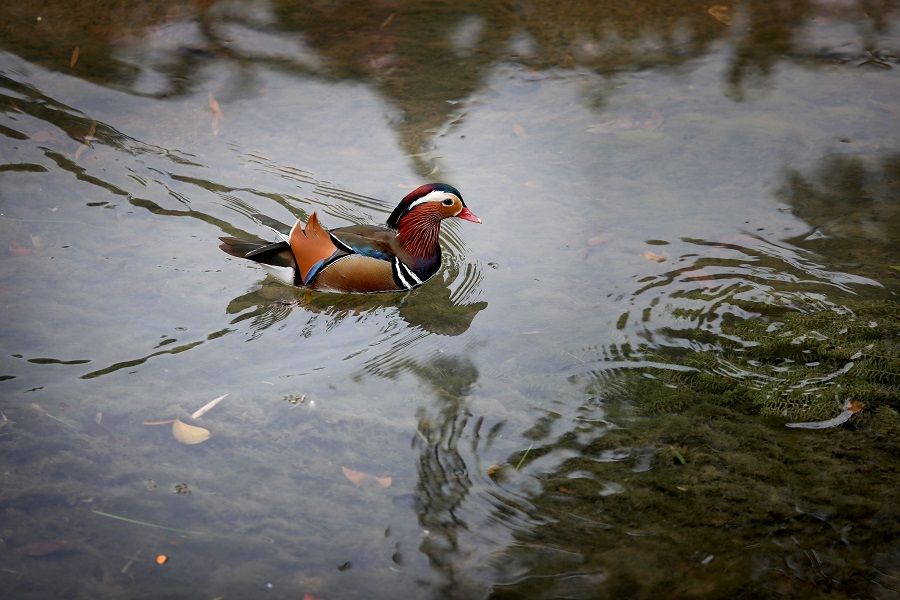 A male Mandarin duck left to its own devices. (SPH Media)