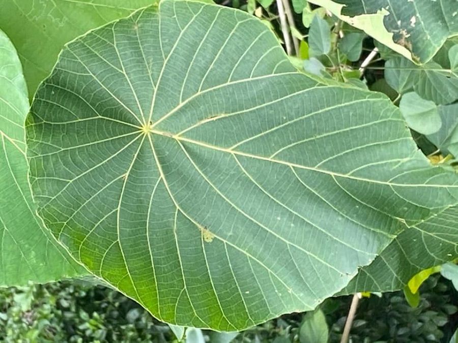 The leaf of a parasol leaf tree. (Facebook/蔣勳)