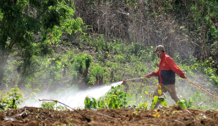 A man spraying herbicide in Laos, 2016. Banana plantations on land leased by foreign investors - almost all from China - are employing locals to spray chemicals over more than 10,000ha in Bokeo province alone. (SPH)