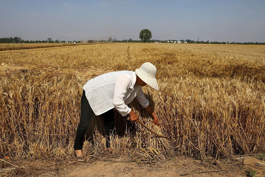 A farmer harvests wheat crop in Wei county of Handan, Hebei province, China, on 11 June 2021. (Tingshu Wang/Reuters)