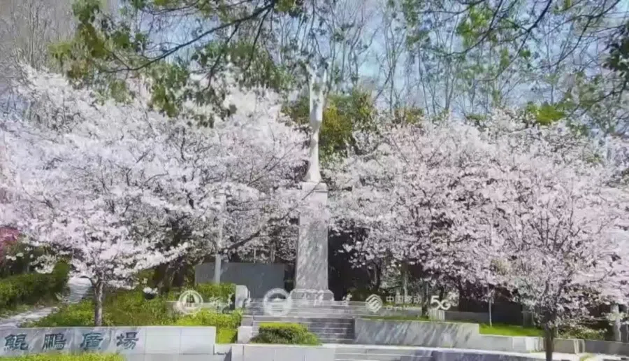 Screenshot of the live feed from Wuhan University.