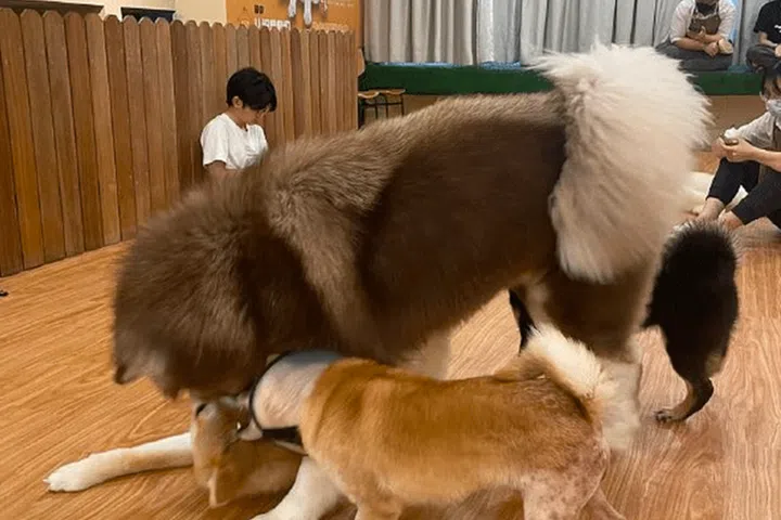 what to do in jb shiba cafe