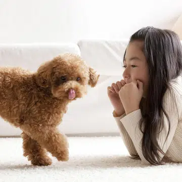 13-dog-breeds-pet-allergy-sufferers