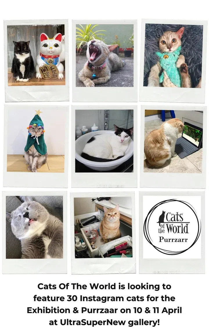 Image credit: Cats of the World Purrzaar