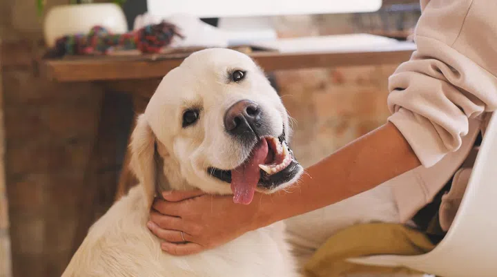 Image of cute beautiful dog looking at camera while playing with its owner