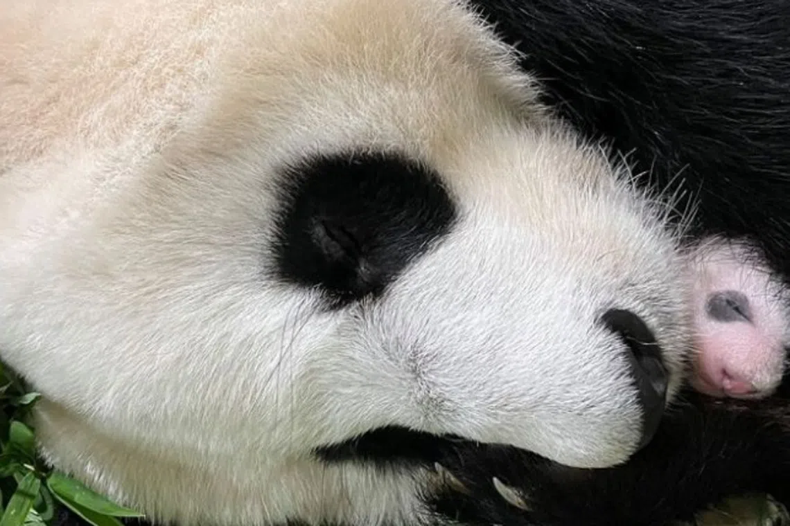 Singaporeans Can Now Help To Name Jia Jia's Giant Panda Cub | The ...