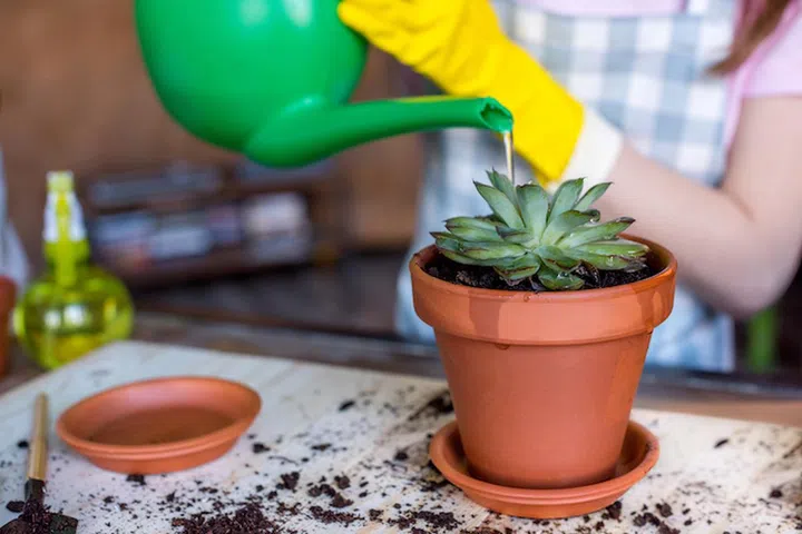 young woman in rubber gloves watering plant in flowerpot