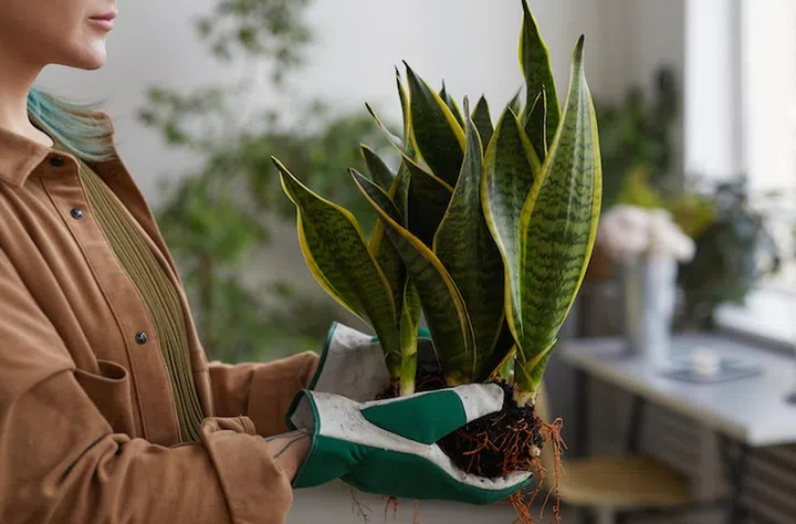 Cropped side view portrait of unrecognizable young woman potting plants while gardening or working in flower shop, copy space