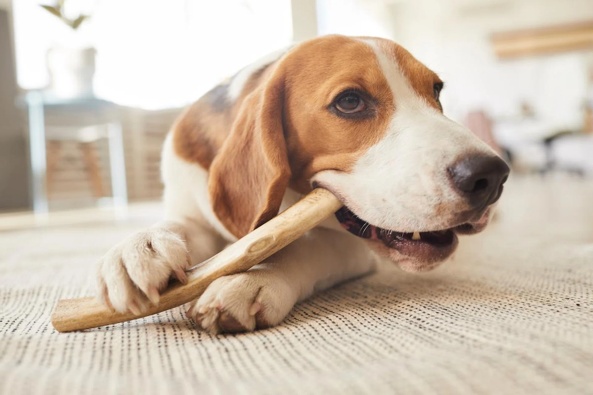 vet-tips-feed-dog-raw-chicken-acute-polyradiculoneuritis