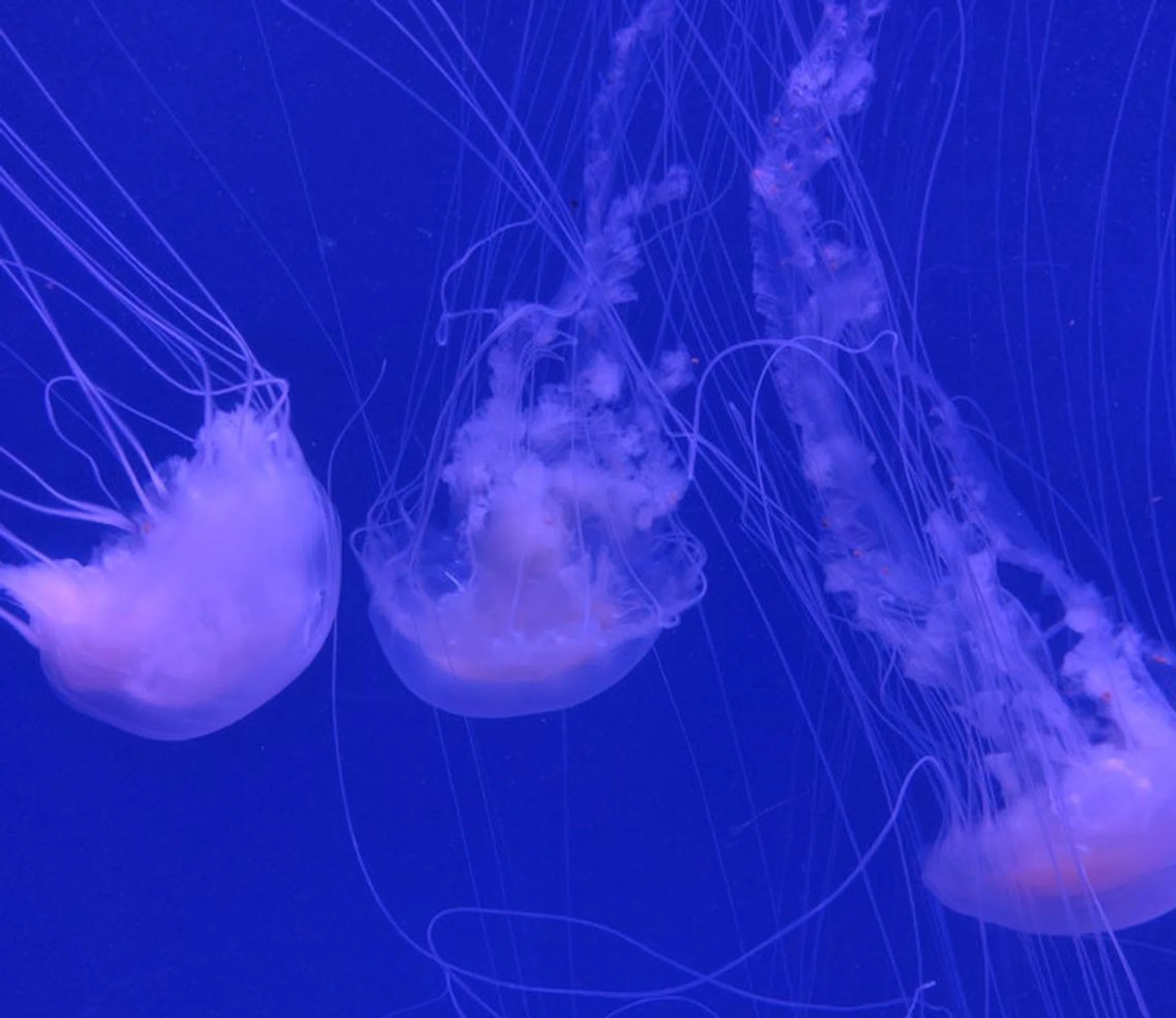 Box Jellyfish Singapore Banner