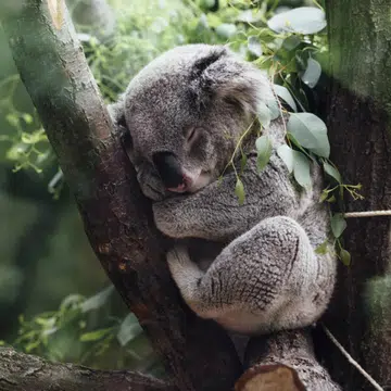 Here's How You Can Contribute To Help The Australia Bushfire Crisis