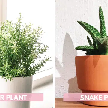 Plants For Better Sleep_SpiderPlant_SnakePlant
