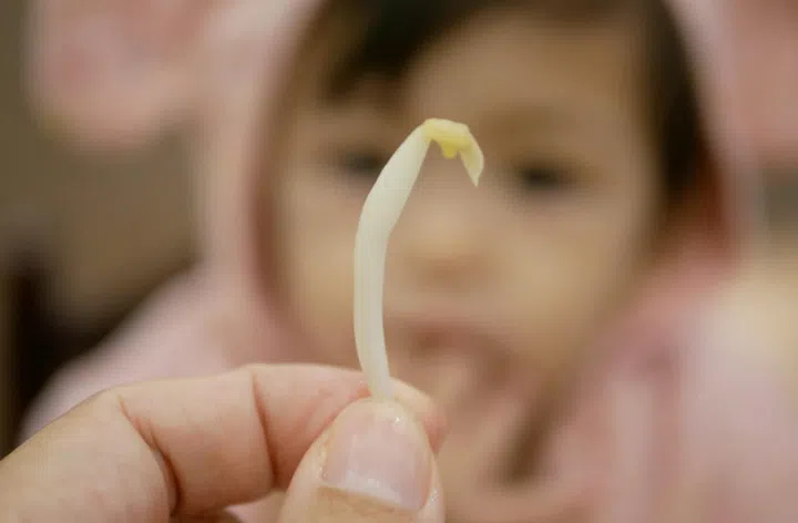 Close up of a bean sprout in a mother's hand with defocus background of little baby looking at it - children and vegetables