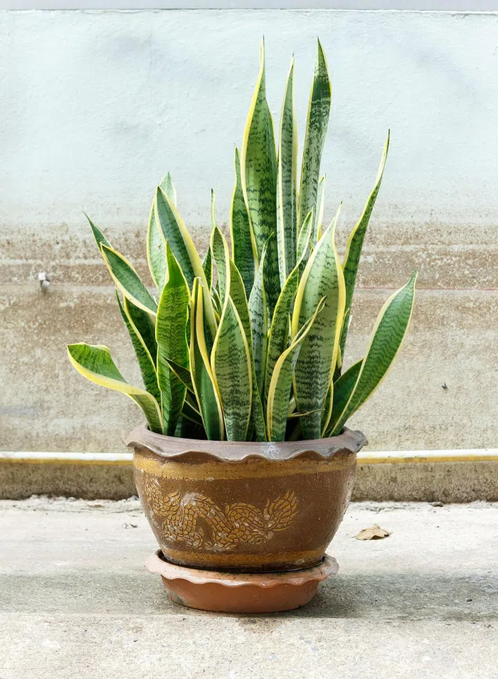 54838497 - sansevieria trifasciata in pot on old wall background