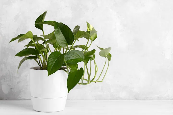 Devil's ivy in a white modern flower pot over grey stone background copy space