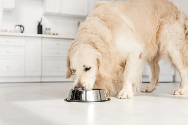 cute golden retriever eating dog food from metal bowl in kitchen