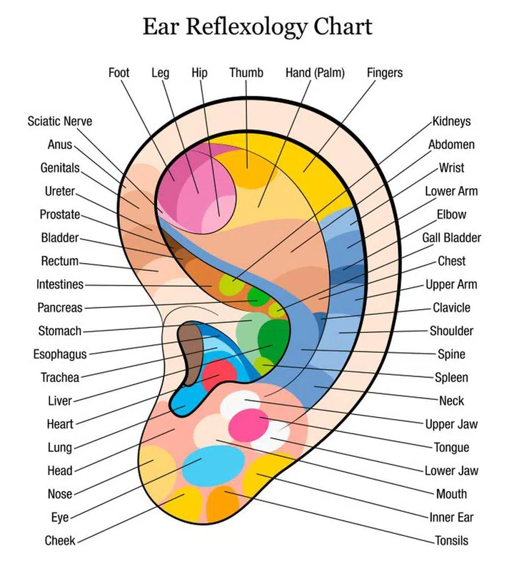 Ear reflexology chart, in colour 