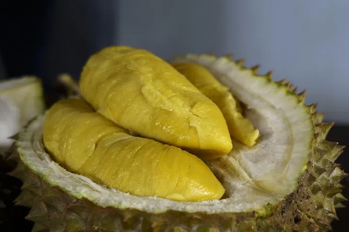 A close up photo of a Musang King durian, a spiky, oval-shaped fruit with a strong odor. The durian is split open, revealing its creamy, yellow flesh.