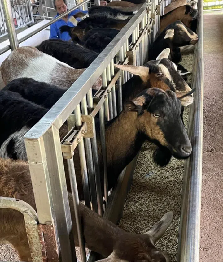 Credit: Hay Dairies Goat Farm