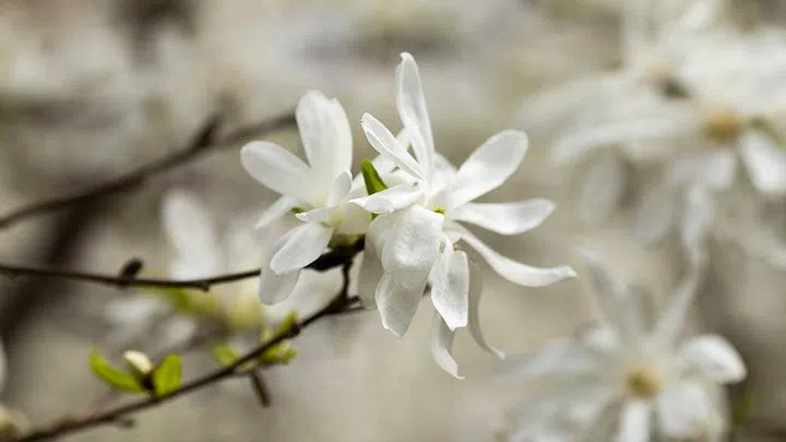 rosemary aromatherapy had decreased frontal alpha and beta power “suggesting increased alertness”.