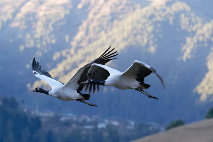Chan Brothers Travel: Bhutan, year-end holiday destinations, The Moments We Travel For