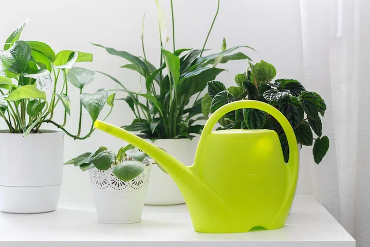 Tropical house plants, peperomia,pothos,ivy,fittonia, asplenium in white pots and green watering can on the table