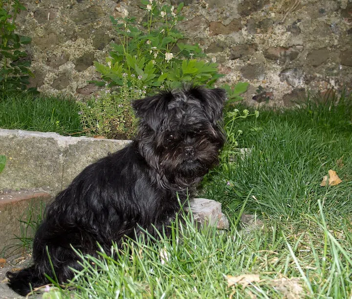 Crumble, a one-year-old Affenpinscher puppy