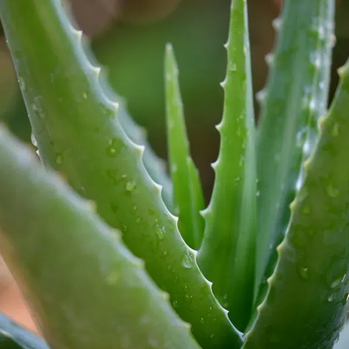 Credit: Photo by pisauikan on Unsplash