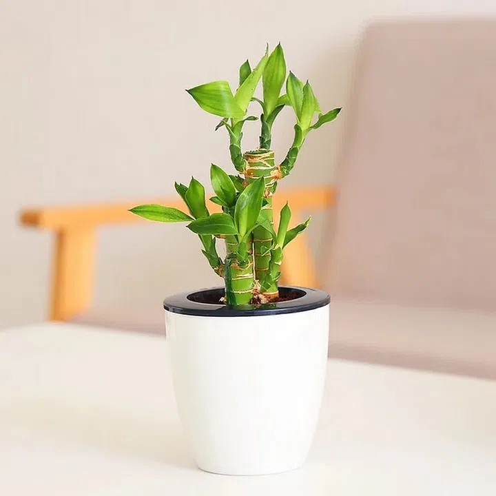 Credit: GiftsFlorist