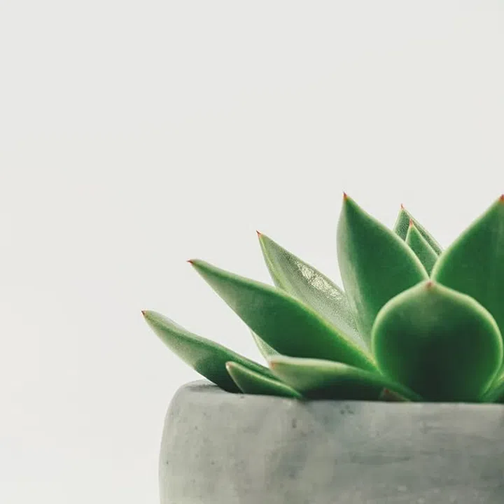 Credit: Photo by Scott Webb on Unsplash