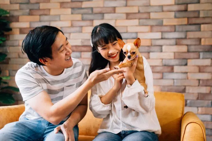 Young Asian male and female pet owners play with Chihuahua dog in indoors living room at home. They both sit on sofa and enjoy playing with dog. Modern couple life concept