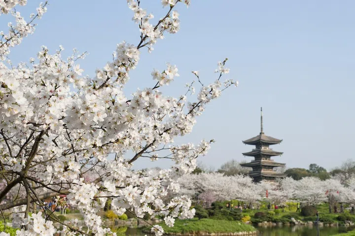 Wuhan alternative cities cherry blossoms