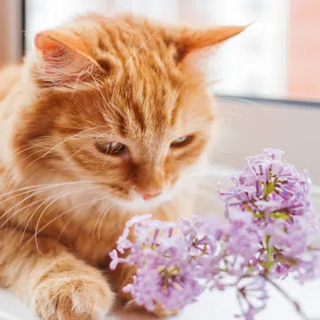 keep-pets-away-poisonous-plants