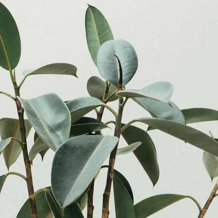 Credit: Photo by Scott Webb on Unsplash