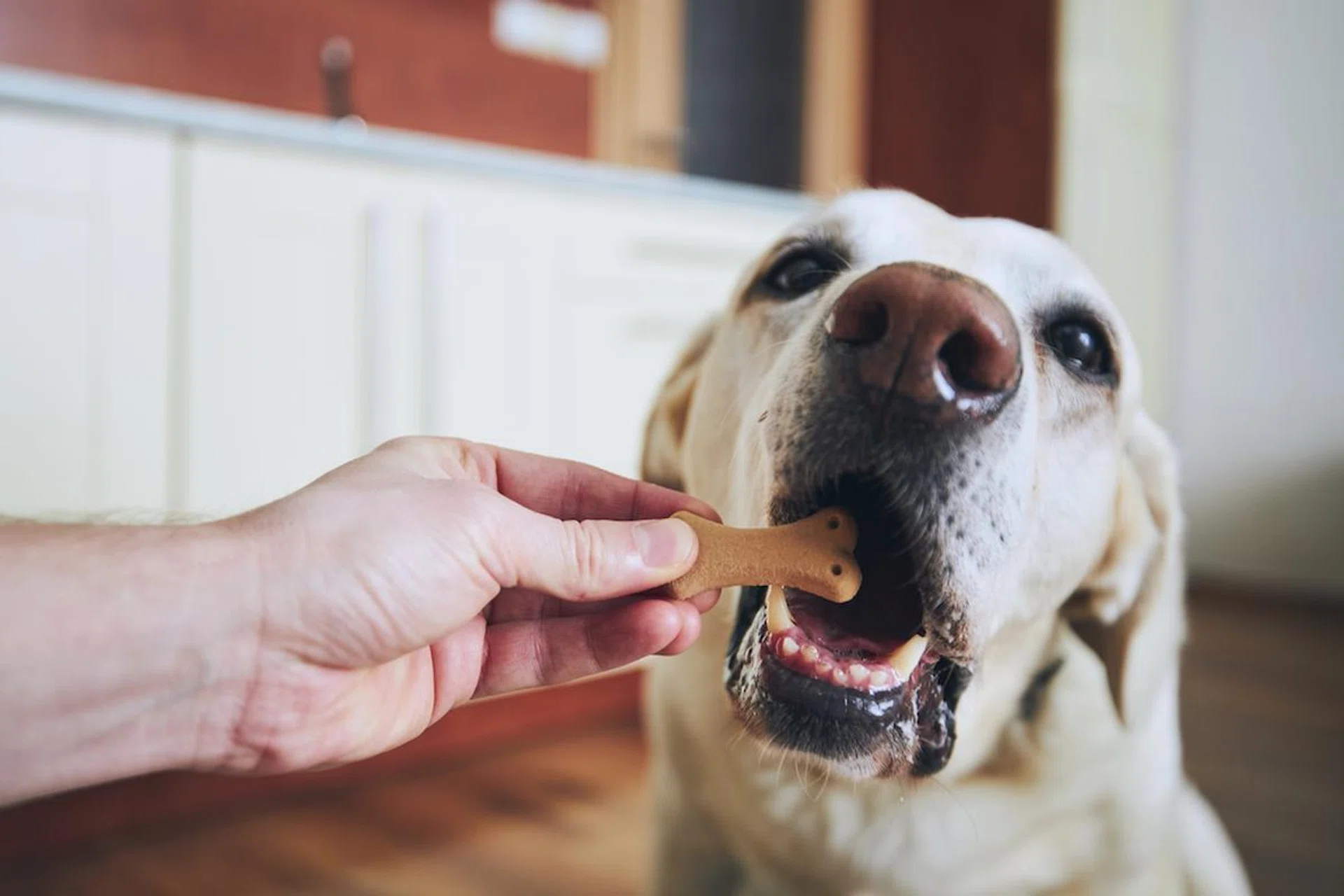 store-pet-food-home-prevent-smell